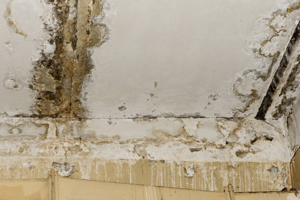 Reliable Minot, ND Mold Removal Solutions